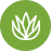 aloe vera icon